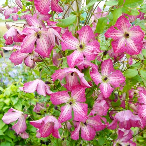 Clematis I AM HAPPY (Viticella Group) - for Sale Clematis I AM HAPPY (Viticella Group)