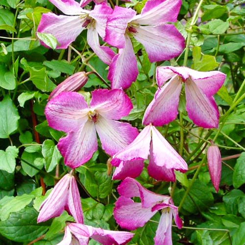 Clematis I AM LADY Q (Viticella Group) - for Sale Clematis I AM LADY Q (Viticella Group)
