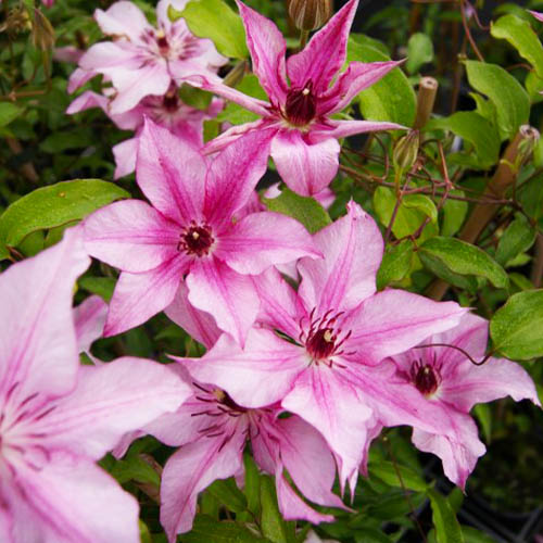 Clematis ISABELLA (Patens Group) - for Sale Clematis ISABELLA (Patens Group)