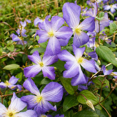 Clematis Jenny (Jackmanii Groupe) - for Sale Clematis Jenny (Jackmanii Groupe)