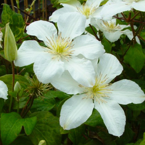 Clematis John Huxtable (Patens Group) - for Sale Clematis John Huxtable (Patens Group)
