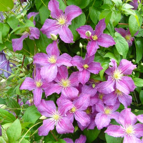 Clematis JOLLY GOOD (Jackmanii Group) - for Sale Clematis JOLLY GOOD (Jackmanii Group)