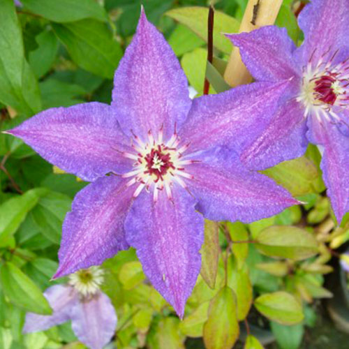 Clematis Kathleen Dunford (Patens Group) - for Sale Clematis Kathleen Dunford (Patens Group)