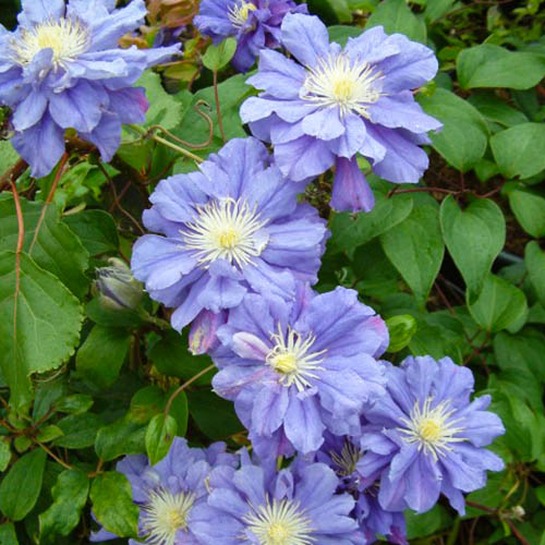 Clematis Kiri Te Kanawa (Patens Group) - for Sale Clematis Kiri Te Kanawa (Patens Group)
