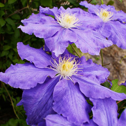 Clematis Lasurstern (Patens Group) - for Sale Clematis Lasurstern (Patens Group)
