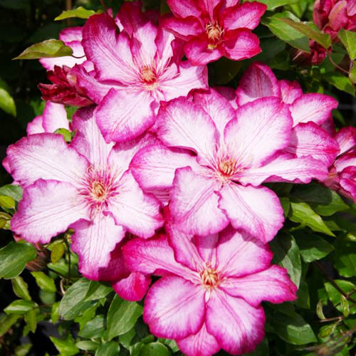 Clematis LIBERTY (Patens Group) - for Sale Clematis LIBERTY (Patens Group)
