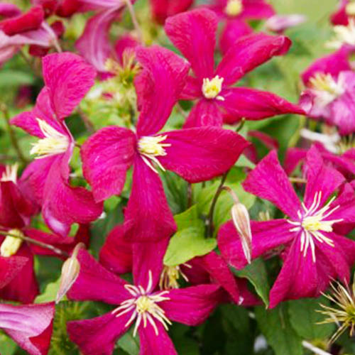 Clematis Madame Julia Correvon (Viticella Group) - for Sale Clematis Madame Julia Correvon (Viticella Group)