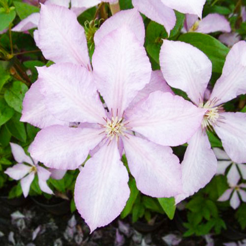 Clematis Margaret Hunt (Patens Group) - for Sale Clematis Margaret Hunt (Patens Group)