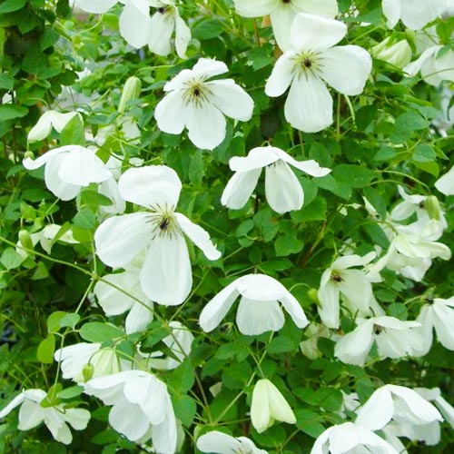 Clematis Maria Cornelia (Viticella Group) - for Sale Clematis Maria Cornelia (Viticella Group)