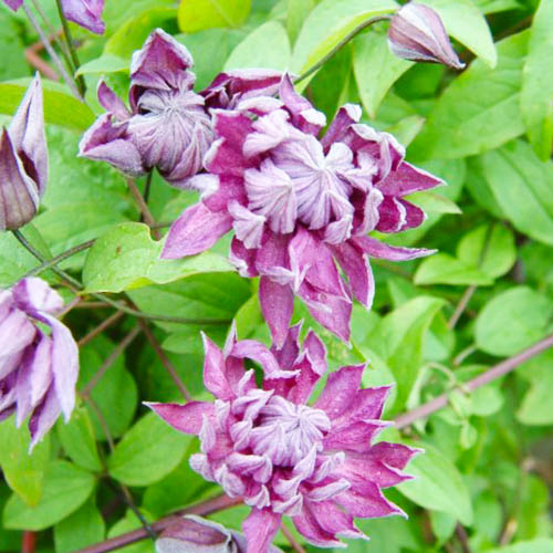 Clematis Mary Rose (Viticella Gruppe) - for Sale Clematis Mary Rose (Viticella Gruppe)