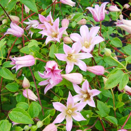 Clematis MIENIE BELLE (Texensis Gruppe) - for Sale Clematis MIENIE BELLE (Texensis Gruppe)