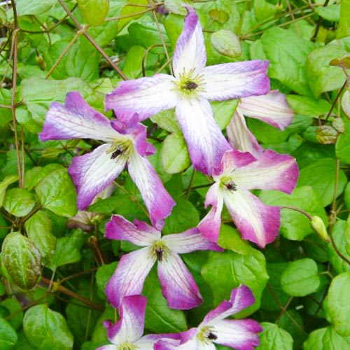 Clematis Minuet (Viticella Group) - for Sale Clematis Minuet (Viticella Group)