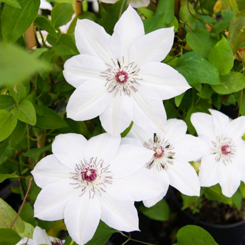 Clematis Miss Bateman (Patens Gruppe) - for Sale Clematis Miss Bateman (Patens Gruppe)