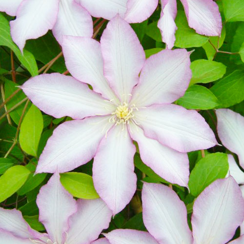 Clematis MORNING STAR (Patens Group) - for Sale Clematis MORNING STAR (Patens Group)