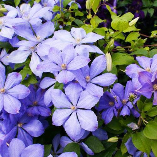 Clematis Mrs Cholmondeley (Patens Group) - for Sale Clematis Mrs Cholmondeley (Patens Group)