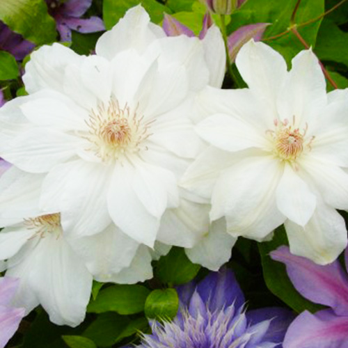Clematis Mrs George Jackman (Patens Group) - for Sale Clematis Mrs George Jackman (Patens Group)