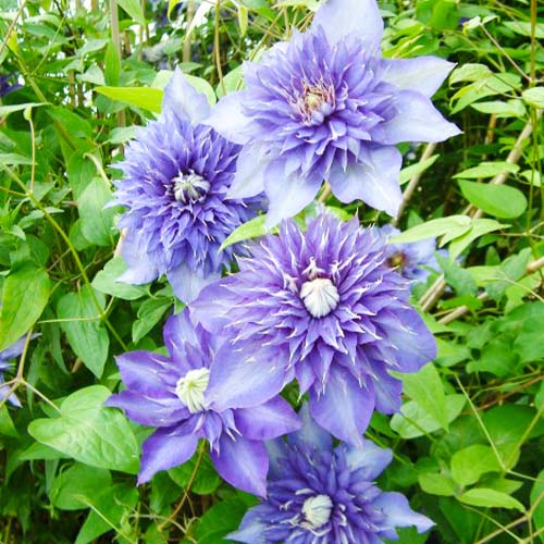 Clematis Multi Blue (Patens Group) - for Sale Clematis Multi Blue (Patens Group)