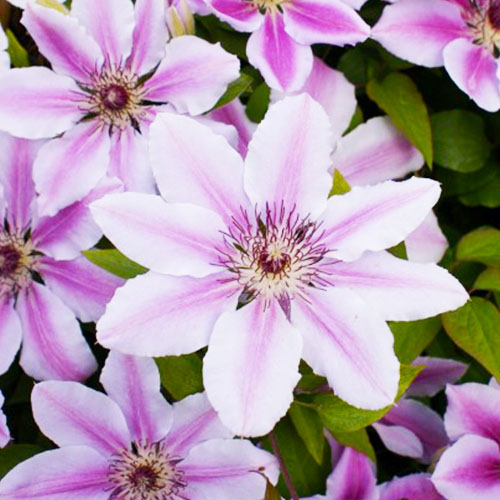Clematis Nelly Moser (Patens Group) - for Sale Clematis Nelly Moser (Patens Group)