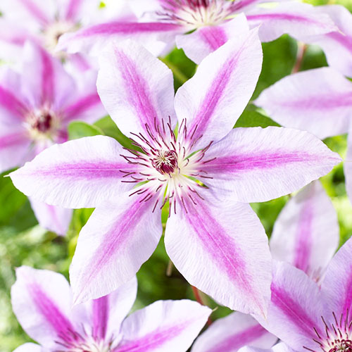 Clematis Nelly Moser (Patens Group) - for Sale Clematis Nelly Moser (Patens Group)