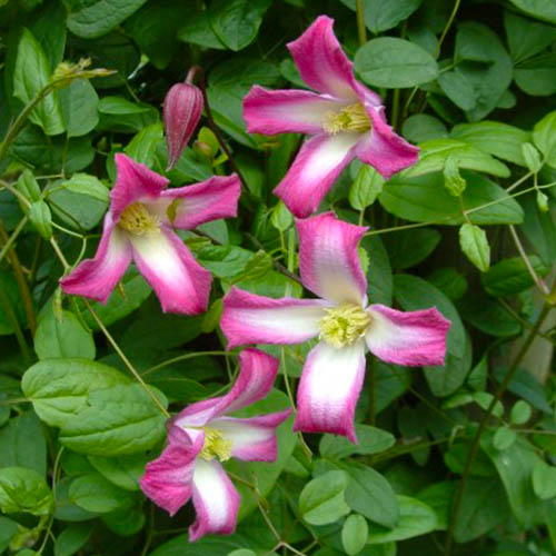 Clematis Odoriba (Viticella Group) - for Sale Clematis Odoriba (Viticella Group)