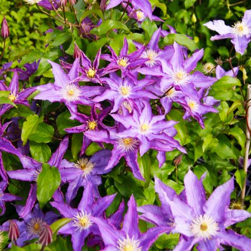 Clematis PALETTE (Patens Group) - for Sale Clematis PALETTE (Patens Group)