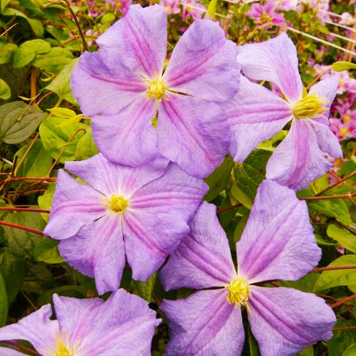 Clematis Perle dAzur (Jackmanii Group) - for Sale Clematis Perle dAzur (Jackmanii Group)