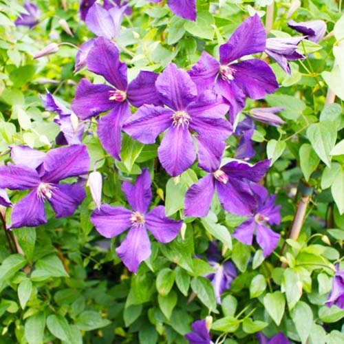 Clematis Polish Spirit (Viticella Group) - for Sale Clematis Polish Spirit (Viticella Group)
