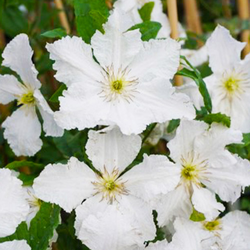 Clematis Prince George (Jackmanii Gruppe) - for Sale Clematis Prince George (Jackmanii Gruppe)