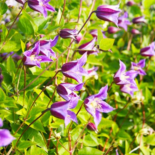Clematis PRINCE WILLIAM (Texensis Group) - for Sale Clematis PRINCE WILLIAM (Texensis Group)