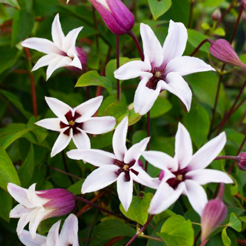 Clematis PRINCESS KATE (Texensis Group) - for Sale Clematis PRINCESS KATE (Texensis Group)