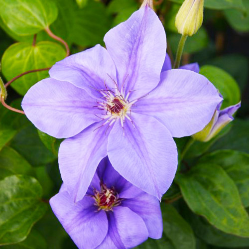 Clematis Princess of Wales (Patens Group) - for Sale Clematis Princess of Wales (Patens Group)