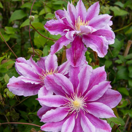 Clematis Ragamuffin (Patens Group) - for Sale Clematis Ragamuffin (Patens Group)
