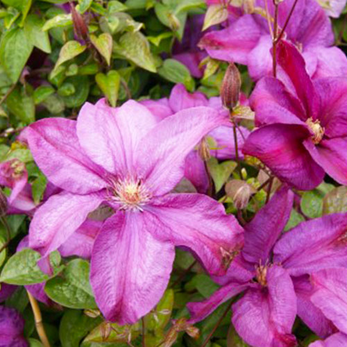 Clematis Rahvarinne (Patens Gruppe) - for Sale Clematis Rahvarinne (Patens Gruppe)