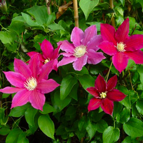 Clematis Red Pearl (Patens Group) - for Sale Clematis Red Pearl (Patens Group)