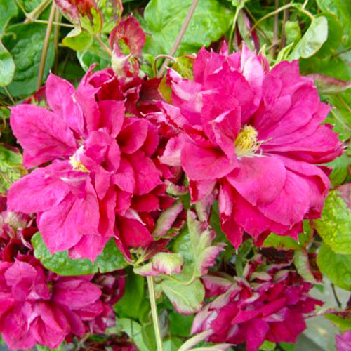 Clematis Red Star (Patens Group) - for Sale Clematis Red Star (Patens Group)