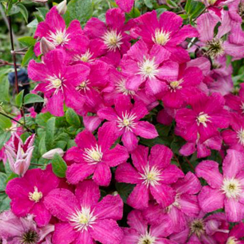 Clematis Remembrance (Patens Group) - for Sale Clematis Remembrance (Patens Group)