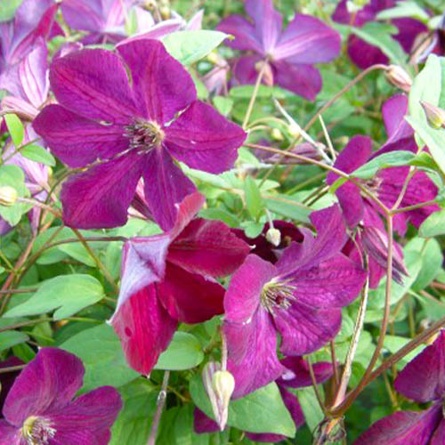 Clematis Royal Velours (Viticella Group) - for Sale Clematis Royal Velours (Viticella Group)