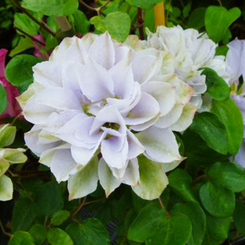 Clematis Ruriokoshi (Patens Group) - for Sale Clematis Ruriokoshi (Patens Group)