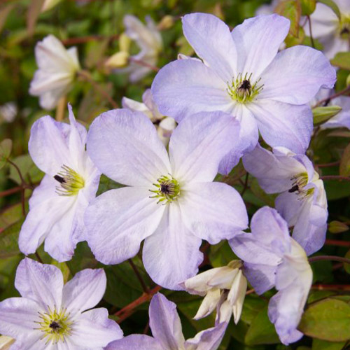 Clematis SEA BREEZE (Viticella Gruppe) - for Sale Clematis SEA BREEZE (Viticella Gruppe)