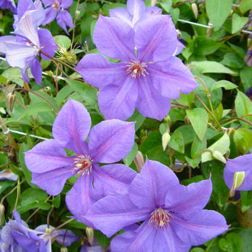 Clematis Semu (Jackmanii Group) - for Sale Clematis Semu (Jackmanii Group)