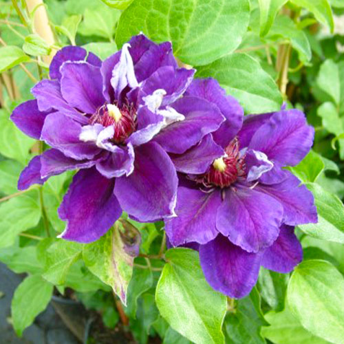 Clematis Shin-shigyoku (Patens Group) - for Sale Clematis Shin-shigyoku (Patens Group)