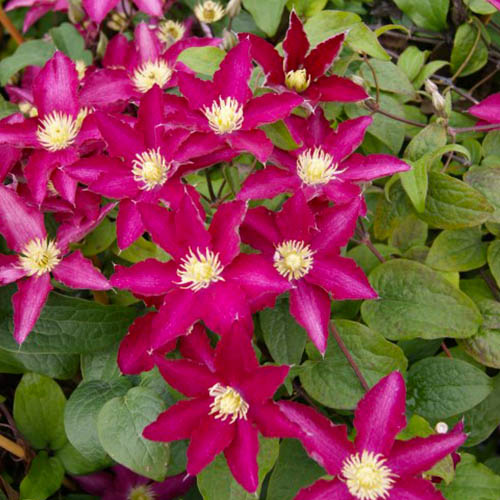Clematis SO MANY RED FLOWERS (Patens Group) - for Sale Clematis SO MANY RED FLOWERS (Patens Group)