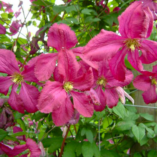 Clematis Sodertalje (Viticella Group) - for Sale Clematis Sodertalje (Viticella Group)