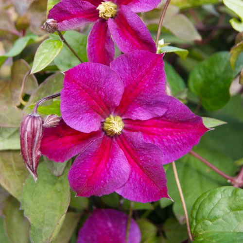 Clematis STAR OF PAKISTAN (Jackmanii Group) - for Sale Clematis STAR OF PAKISTAN (Jackmanii Group)