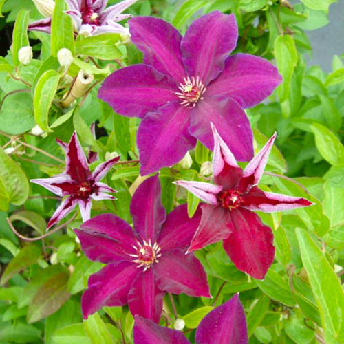 Clematis Stasik (Patens Group) - for Sale Clematis Stasik (Patens Group)