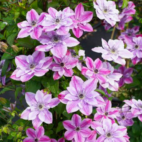 Clematis SUPER CUTE (Viticella Group) - for Sale Clematis SUPER CUTE (Viticella Group)
