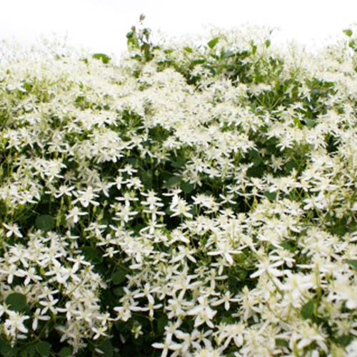 Clematis terniflora (Flammula Group) - for Sale Clematis terniflora (Flammula Group)