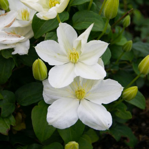 Clematis The Bride (Patens Group) - for Sale Clematis The Bride (Patens Group)