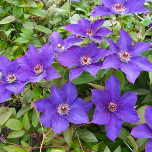 Clematis The President (Patens Gruppe) - for Sale Clematis The President (Patens Gruppe)