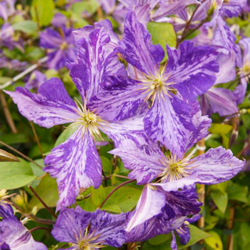 Clematis Tie Dye (Jackmanii Group) - for Sale Clematis Tie Dye (Jackmanii Group)